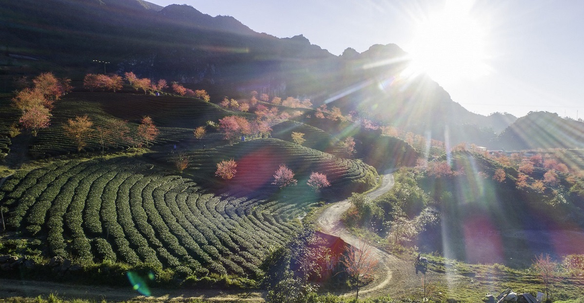 Portrait of Pan Gyi Soe Moe